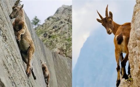 为什么山羊能够攀爬悬崖峭壁 和猴子相比谁更强