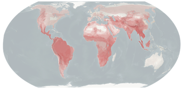 为什么老虎狮子能被称为“大猫” 但猎豹偏偏被排除在外
