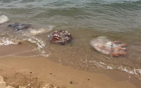 男子酒后骑摩托车压到洒落海蜇打滑摔死 法院判定4方过错