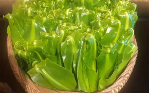 超市50块钱一斤的网红菜 竟是云南人的“绿化带”！