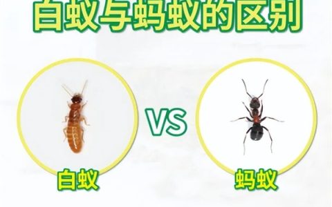 这类奇怪的大虾 有着白蚁、蚂蚁一样的社会结构 水中唯一