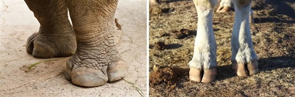 犀牛这么强壮 为何人类没驯服它们来耕地