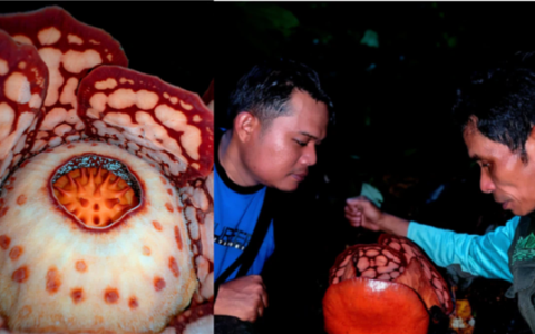 仿佛地狱使者！苦寻13年终见大王花盛开：硕大鲜艳 散发恶臭