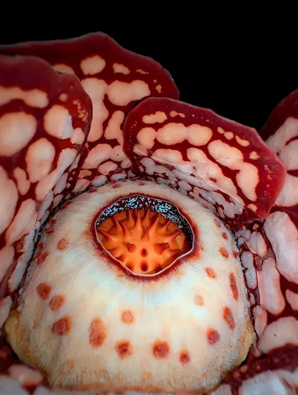 仿佛地狱使者！苦寻13年终见大王花盛开：硕大鲜艳 散发恶臭