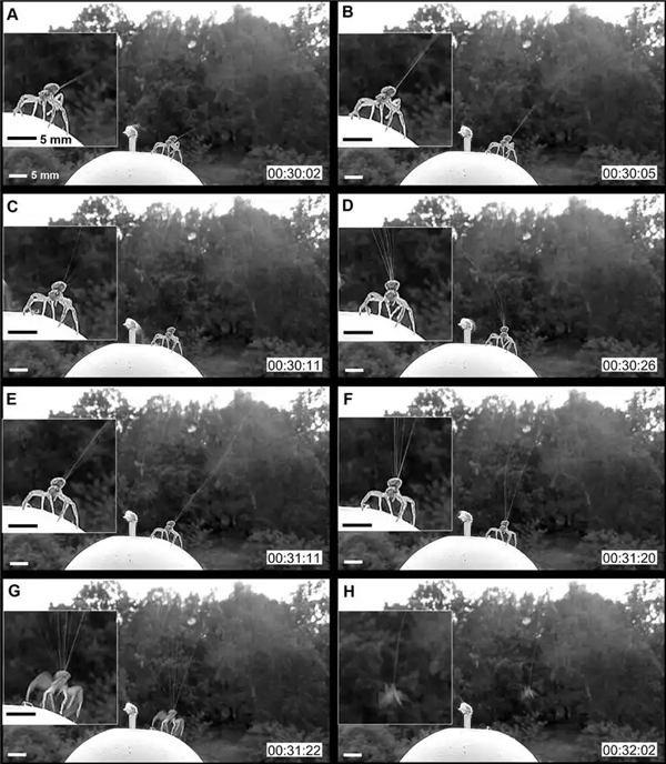 掉San预警！科学家发现巨型蜘蛛巢穴：黑暗中蛛网延绵106平