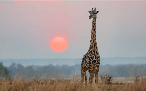 北美长颈鹿变混血 基因不纯失去保护价值：或成“同事”食物