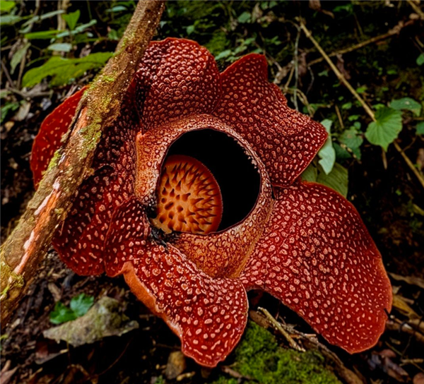 完全寄生无需光合作用 科学家苦寻13年发现全球罕见哈氏大王花