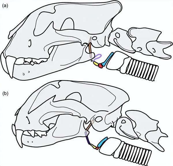 为什么老虎狮子能被称为“大猫” 但猎豹偏偏被排除在外