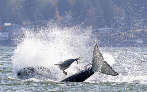 为逃避虎鲸群围猎 海豹跳上人类小船逃命