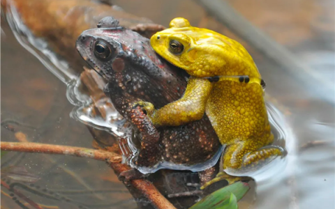 为避免被同性骚扰 雄蟾蜍主动变黄了