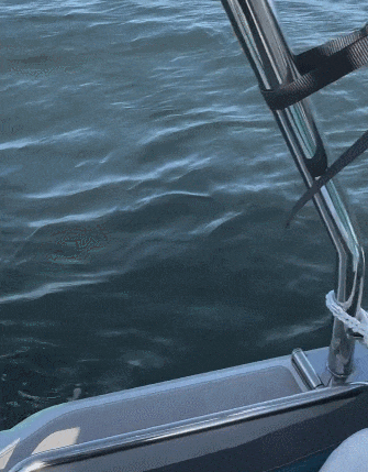 为逃避虎鲸群围猎 海豹跳上人类小船逃命