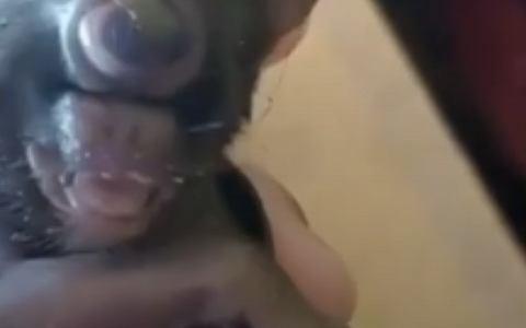 巴西一农场惊现基因突变猫：只有一只眼 长在面部中央