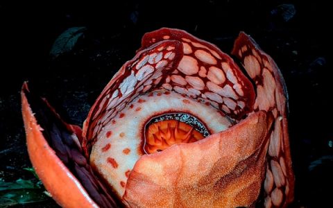 完全寄生无需光合作用 科学家苦寻13年发现全球罕见哈氏大王花