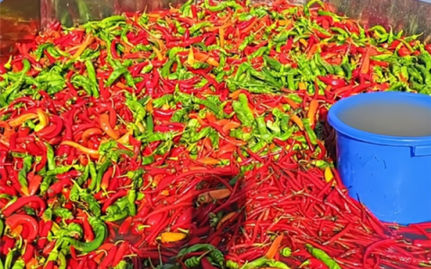 鱼塘用辣椒喂鱼 塘主：鱼会更漂亮口感更好