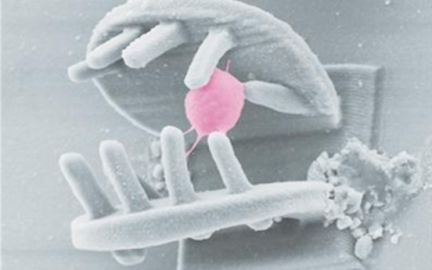 中科院打造3D手型微纳机器人 约40微米可抓取细胞