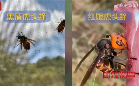 央视曝光6666元包教包会养杀人蜂 业内公认攻击性最强 连眼镜蛇都吃