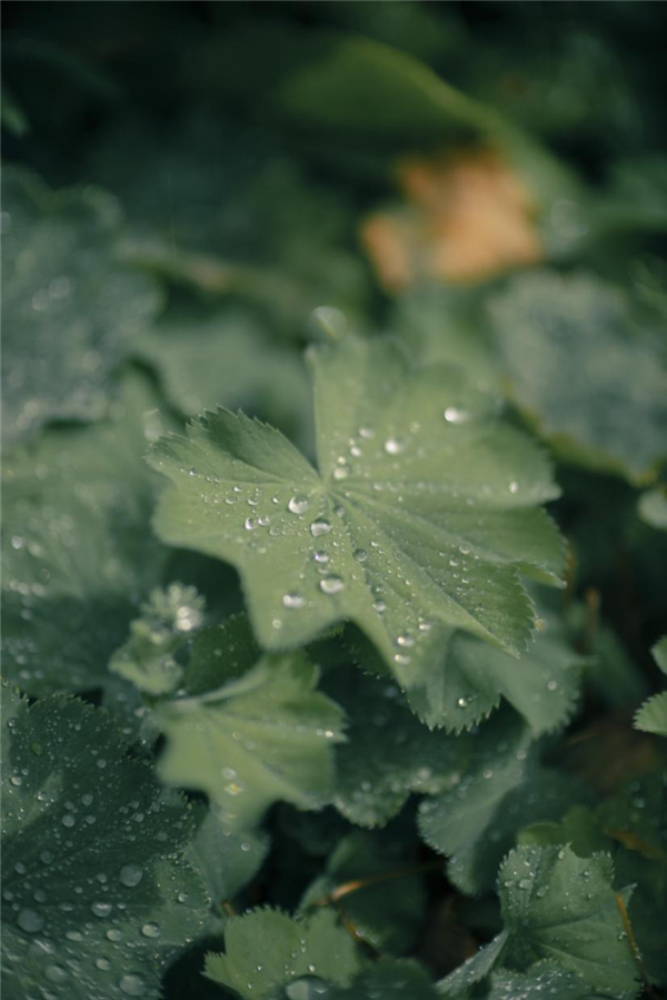 2949元 佳能发布RF45mm F1.2 STM全画幅镜头：同价位罕见F/1.2大光圈