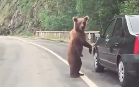 日本10个月猎杀近万头熊 但新的挑战又来了
