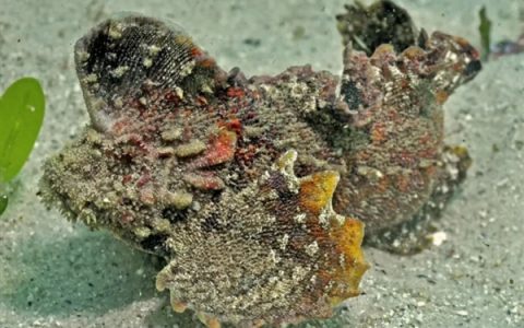 南方海边的这种鱼 踩到真的会要命