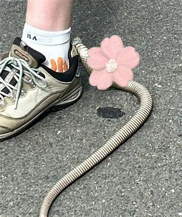 澳洲女子户外寻宝偶遇剧毒蛇 人很淡定蛇却慌了