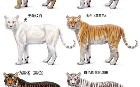 为啥动物园里的白虎大多是孟加拉虎？所有白虎真都是同一只老虎的后代吗？