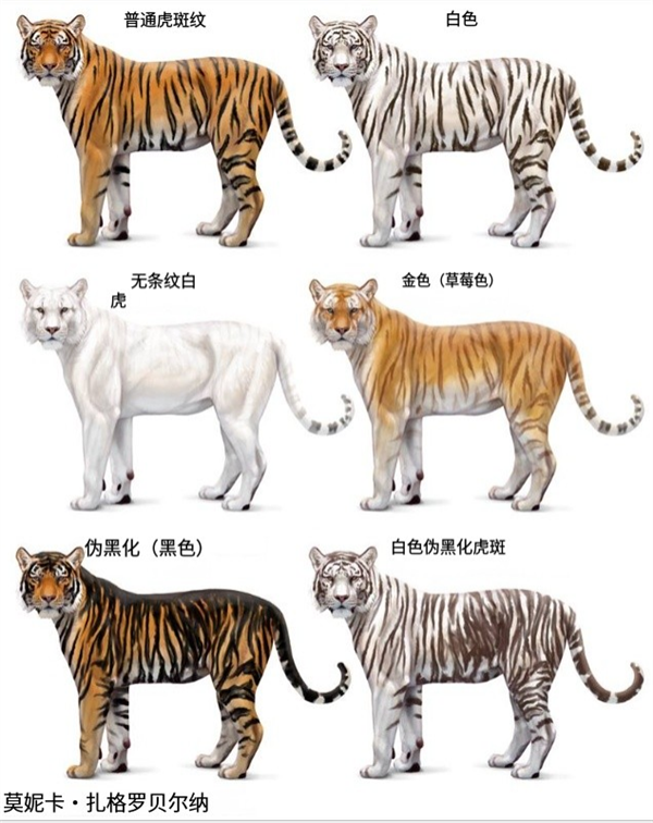 为啥动物园里的白虎大多是孟加拉虎？所有白虎真都是同一只老虎的后代吗？