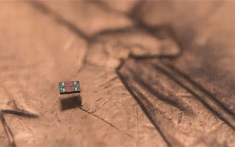科学家造出全球最小自主机器人！比一粒盐还小 成本仅需一美分