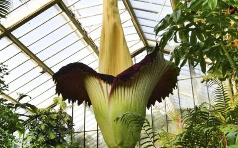 世界上为数不多的恒温植物：温度可达40℃让臭气飘更远！