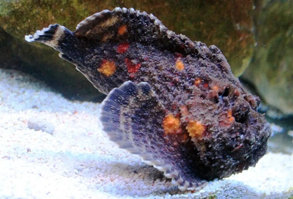 南方海边的这种鱼 踩到真的会要命