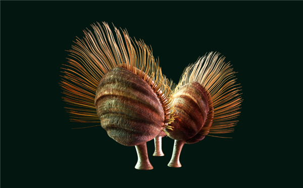 曾统治海底2亿年的腕足动物 为什么如今“拉到家”