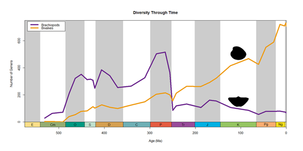 曾统治海底2亿年的腕足动物 为什么如今“拉到家”