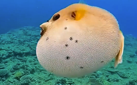 毒性是氰化钠的1000倍以上！男子钓上河豚食用后中毒住进ICU