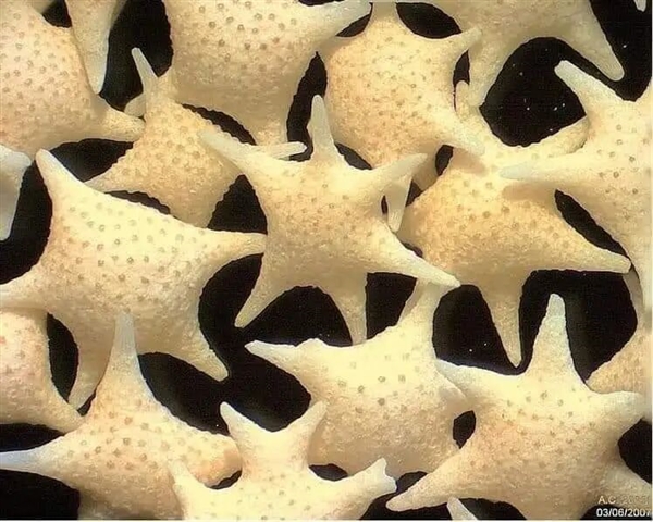 冲绳海滩上成千上万的小“星星” 是生物5亿年堆积起来的