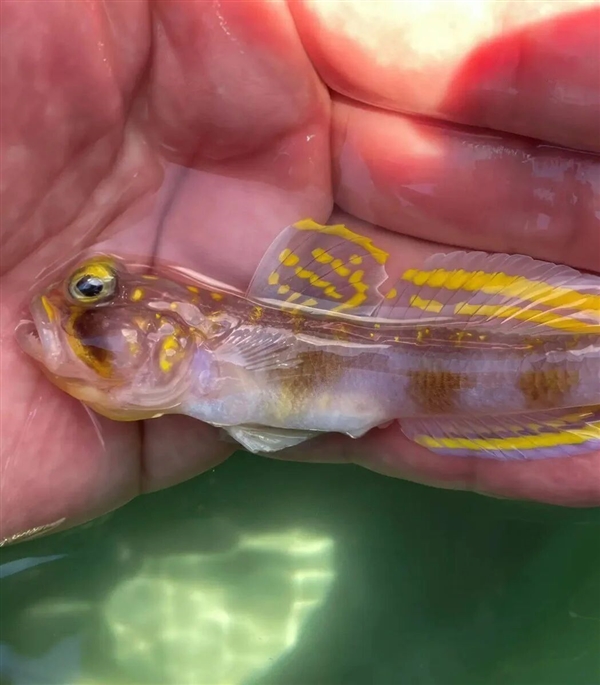 这条刚刚发现的鱼 正是被命名为：超级赛亚人！