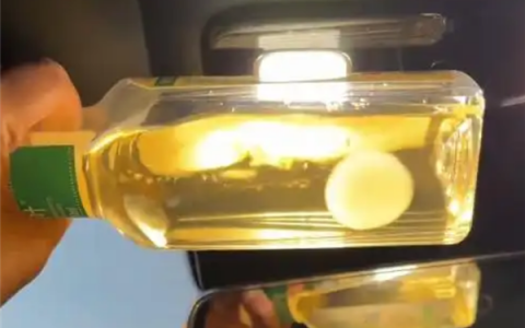 网友晒东方树叶养茶菌当宠物 专家提醒：应及时丢弃避免误食