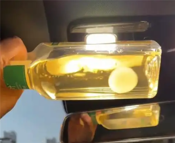 网友晒东方树叶养茶菌当宠物 专家提醒：应及时丢弃避免误食