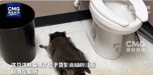 美国一浣熊大闹酒铺 偷喝烈酒后醉倒厕所 超萌姿态逗笑网友