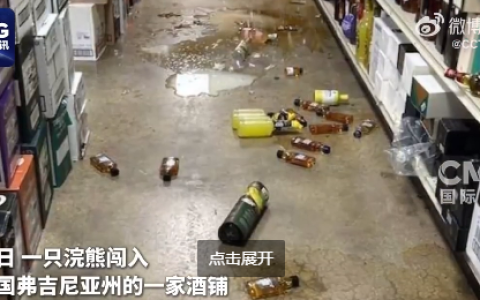 美国一浣熊大闹酒铺 偷喝烈酒后醉倒厕所 超萌姿态逗笑网友