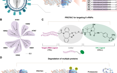 我国开辟广谱抗甲流新策略：不怕变异 多种病毒一网打尽