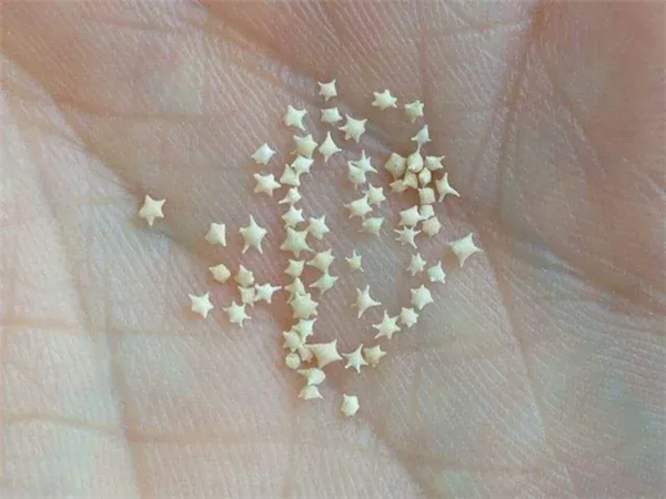 冲绳海滩上成千上万的小“星星” 是生物5亿年堆积起来的