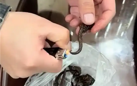 广东一男子药酒里泡了十余年的海马竟是塑料：网友看完直呼杯具