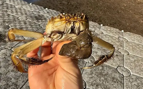 一只大闸蟹引发美国一州恐慌：实在被入侵物种搞怕了！