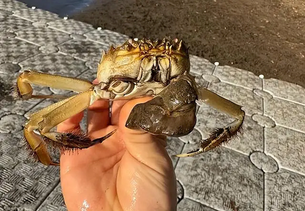 一只大闸蟹引发美国一州恐慌：实在被入侵物种搞怕了！
