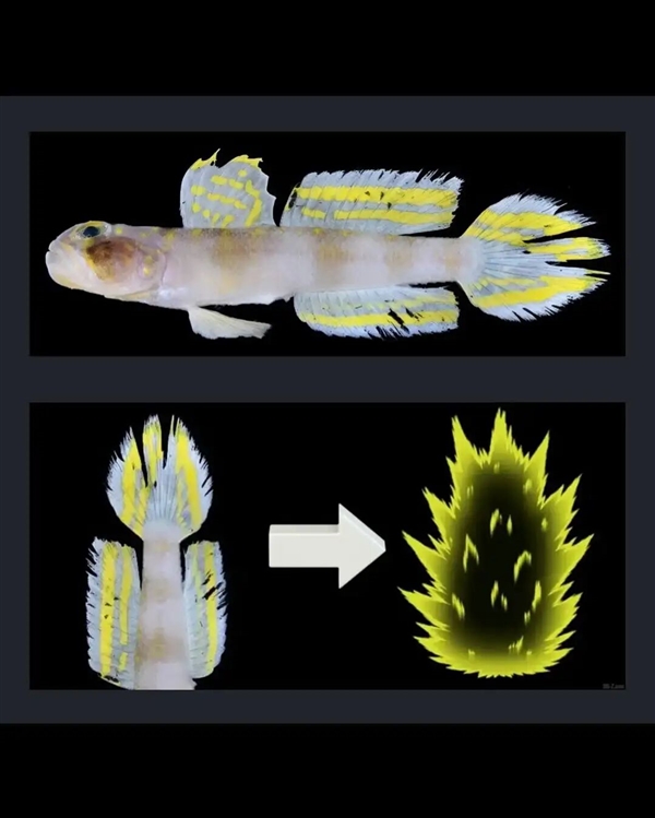 这条刚刚发现的鱼 正是被命名为：超级赛亚人！