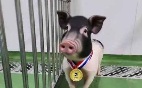 创亚洲纪录！四川造基因编辑猪肾在人体内工作261天