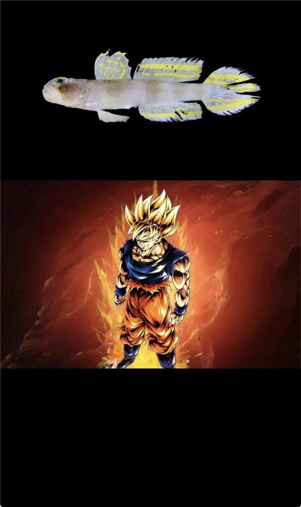 这条刚刚发现的鱼 正是被命名为：超级赛亚人！