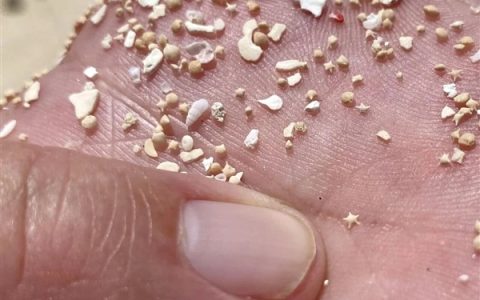 冲绳海滩上成千上万的小“星星” 是生物5亿年堆积起来的