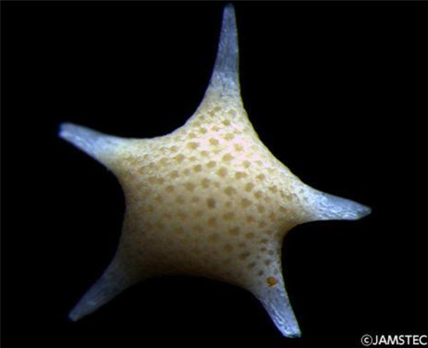 冲绳海滩上成千上万的小“星星” 是生物5亿年堆积起来的