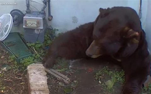 肚子都贴到地上了！美国男子发现自家地下室被一头巨熊霸占