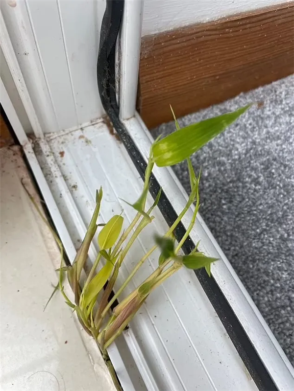 穿透6米路灯向阳而生！竹子生命力有多强 长3天就能刺穿人体